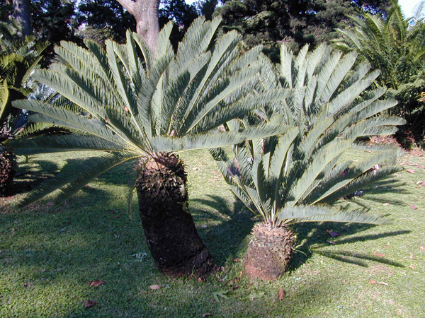 Archivo:Encephalartos friderici guilielmii.jpg