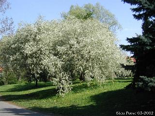 Archivo:Weichsel (Prunus mahaleb).jpg