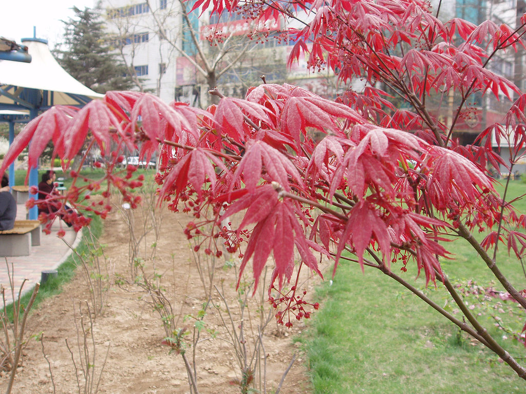 Plantas de follaje rojo, vendidas como 'Atropurpureum' y 'Bloodgood'