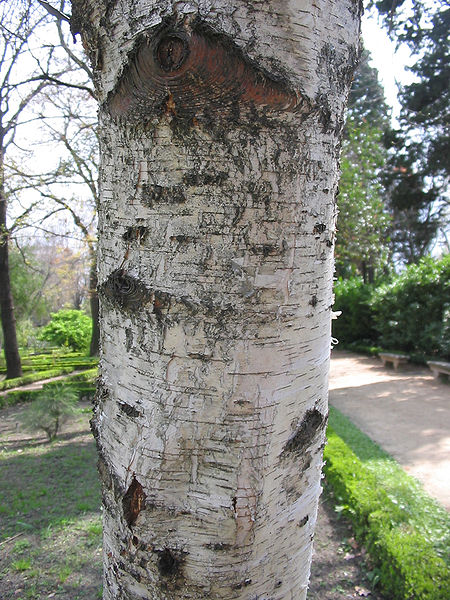 Archivo:Betula pendula subsp Fontqueri textura del tronco.jpg