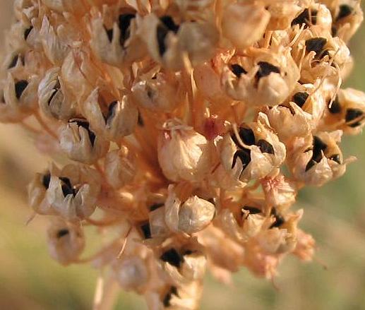 Archivo:Allium sphaerocephalon semillas.jpg