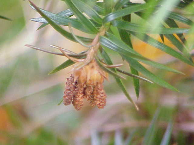 Archivo:Cunninghamia lanceolata0.jpg