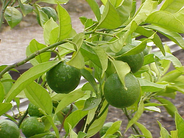 Archivo:Citrus sinensis0.jpg