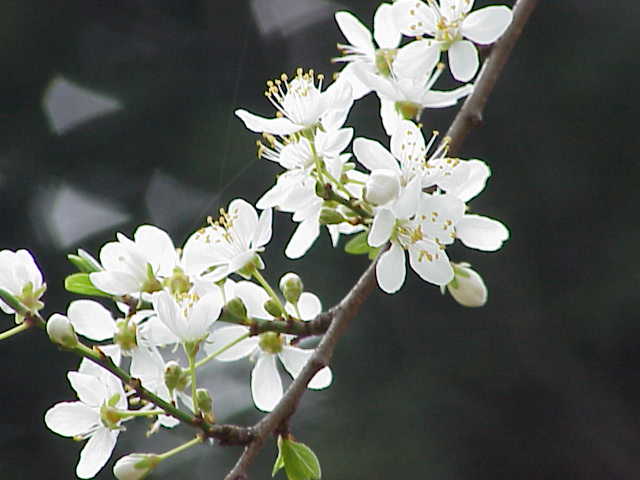 Archivo:Prunus cerasifera1.jpg