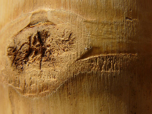 Archivo:Defecto madera.jpg