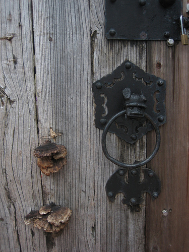Archivo:Hongo&puerta.jpg
