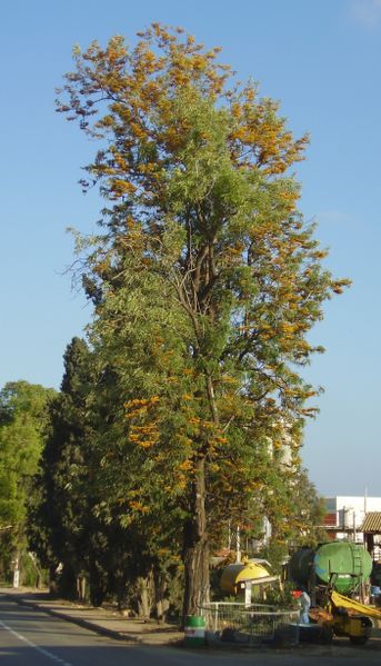 Archivo:Grevillea robusta flowering in Gan Shmuel01.jpg