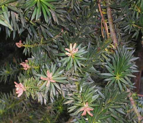 Archivo:Podocarpus nubigena-flores.JPG