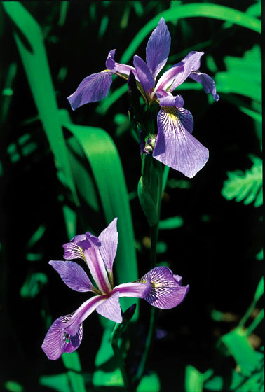 Archivo:Iris versicolor quebec 0.jpg