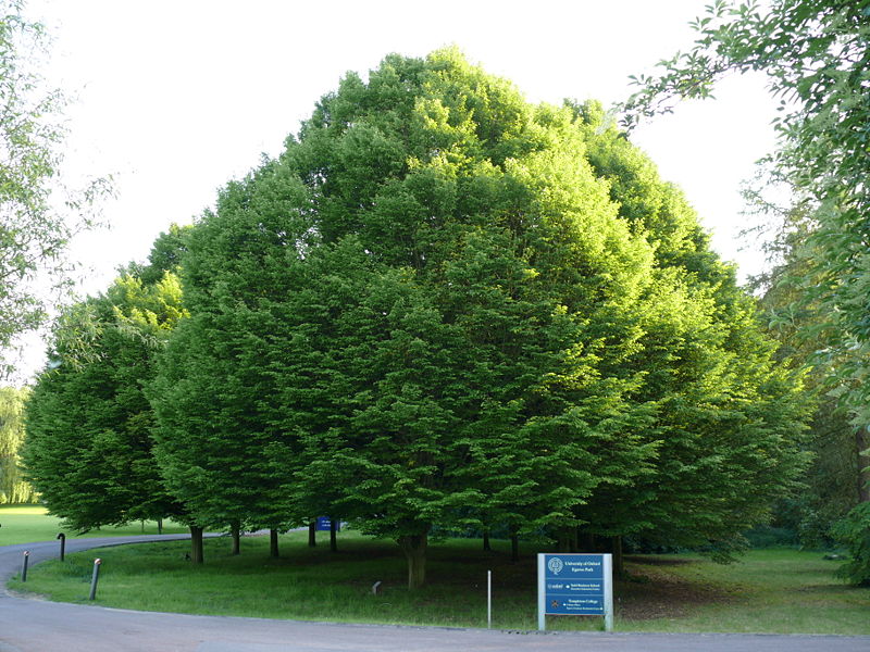 Archivo:Carpinus betulus in summer.jpg