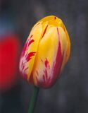 Tulipán del tipo Rembrandt.
