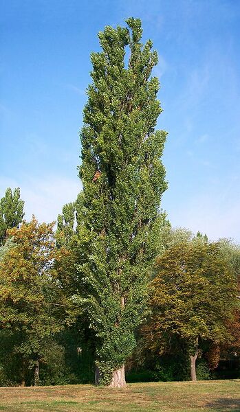 Archivo:Populus nigra-bekes.jpg