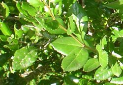 Lomatia dentata-hojas-haz.JPG