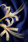 Detalle de la flor de Lycoris