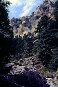 Ejemplares centenarios de pinsapos en la Sierra de las Nieves.