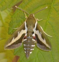 Las mariposas de la familia Sphingidae son polinizadoras de varias especies de Amaryllidaceae