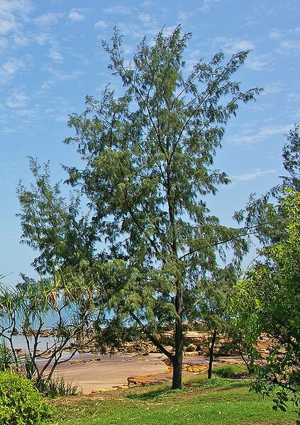 Archivo:Casuarina equisetifolia - Darwin NT.jpg