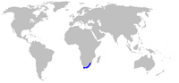 Mapa de distribución de Agapanthaceae