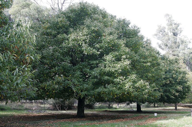 Archivo:Chestnut tree.jpg
