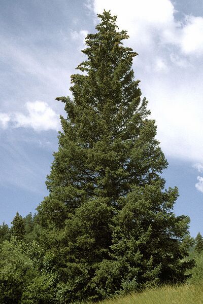 Archivo:Picea pungens USDA1.jpg