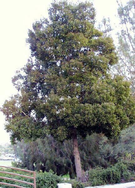 Archivo:Acacia melanoxylon.jpg