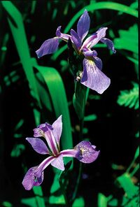 Iris versicolor quebec 0.jpg