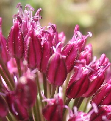 Archivo:Allium sphaerocephalon detail.jpg
