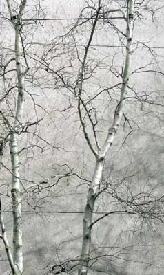 Archivo:Gray birch against gray sky.jpg