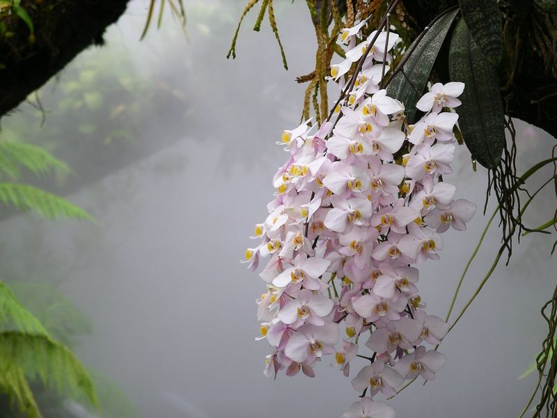 Archivo:Singapore botanic garden orchids in mist house.jpg