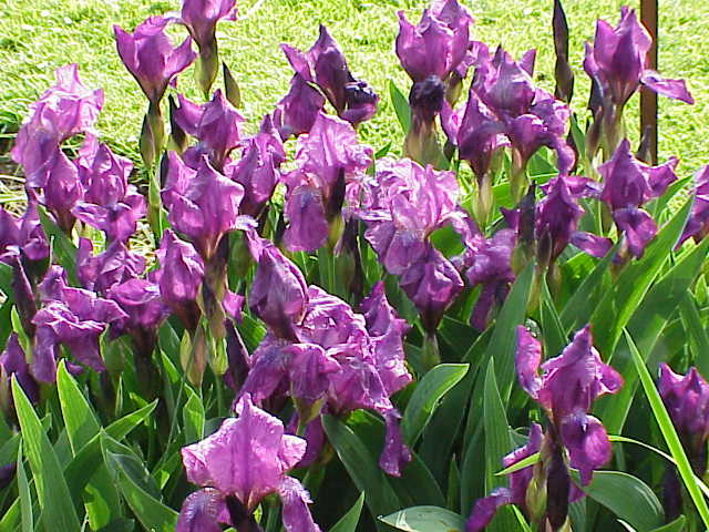 Archivo:Iris germanica1.jpg
