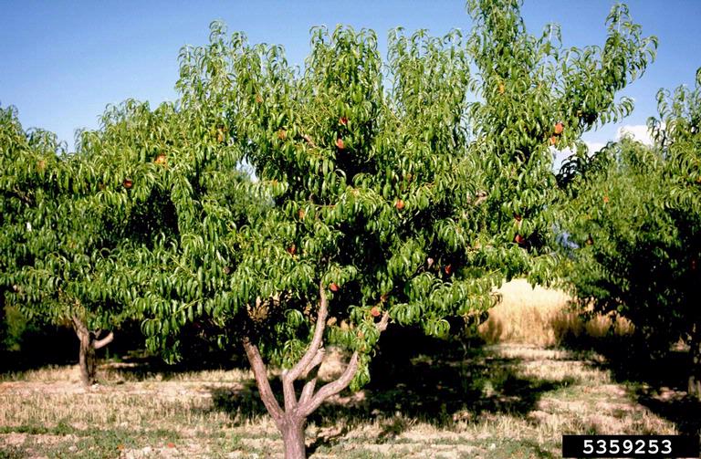 Archivo:Prunus persica.jpg