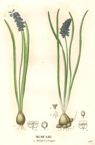 Archivo:Liliaceae - Muscari botryoides.jpg