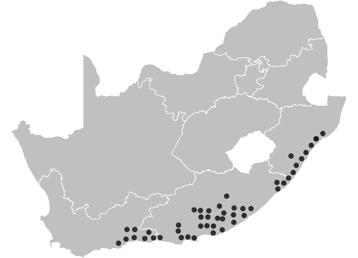 Distribución costera y generalizada de Haemanthus albiflos en Sudáfrica.