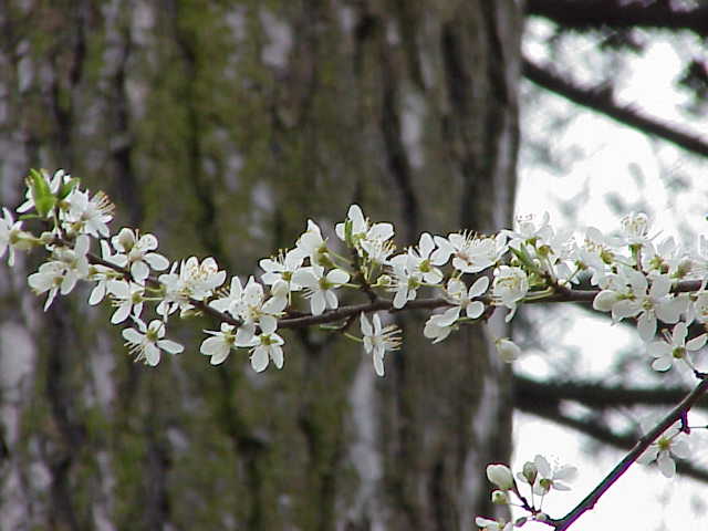 Archivo:Prunus cerasifera0.jpg