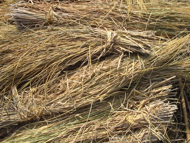Archivo:Rice straw.jpg