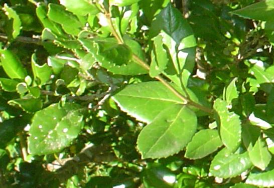 Archivo:Lomatia dentata-hojas-haz.JPG