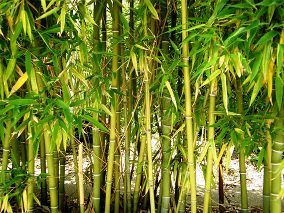 Archivo:Plantación-de-bambú.jpg