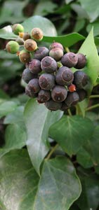 English Ivy Berries.jpg