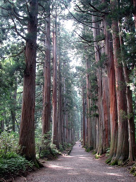 Archivo:Tree lined path to the Togakushi shrine1.jpg