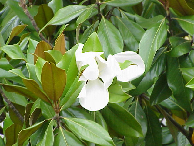 Archivo:Magnolia grandiflora3.jpg