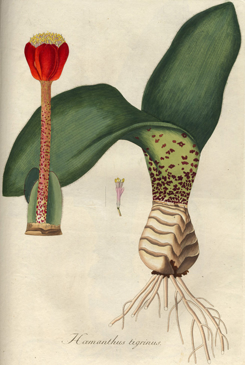 Dibujo de Haemanthus coccineus ilustrado por Nikolaus Joseph von Jacquin, 1797-1798. Obsérvese la flor solitaria dibujada en el centro.