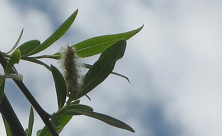 Archivo:Salix chilensis.JPG