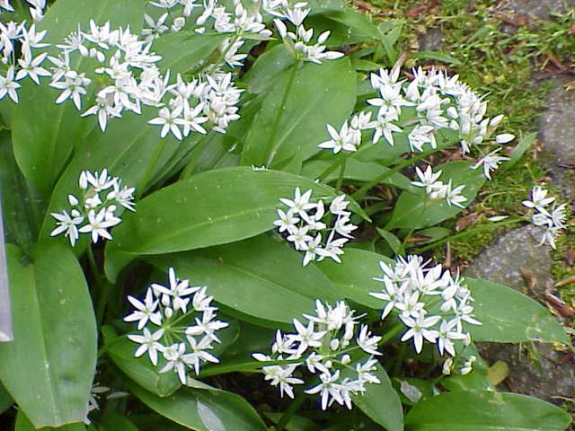 Archivo:Allium ursinum0.jpg