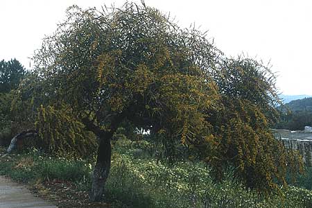 Archivo:Acacia retinodes.jpg