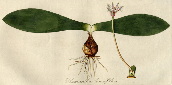 Dibujo de Haemanthus lanceifolius.