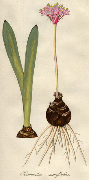 Haemanthus amarylloides ilustración que muestra la hoja, la inflorescencia y el bulbo.