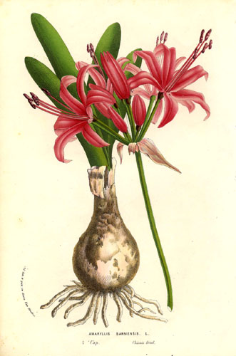 Archivo:Nerine sarniensis (1856).jpg