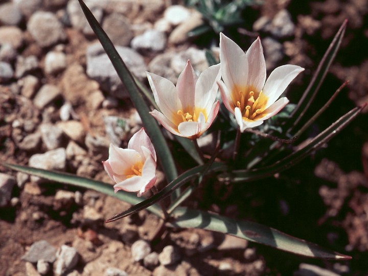 Archivo:Tulipa cretica1LEST.jpg