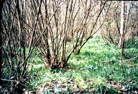 copa‏‎ de C. betulus en "Hockley Woods", Essex, RU