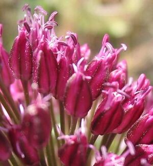 Allium sphaerocephalon detail.jpg